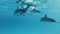 Closeup, group of dolphins swims under surface in blue water.