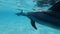 Closeup, group of dolphins swims very close under surface in blue water.