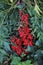 Closeup of group of extremely bright red berries.