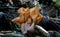 Closeup of a group of false morels mushrooms growing on rotten wood in the forest