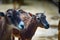 Closeup of a group of female mountain antelopes