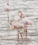 Closeup of a group of Flamingos