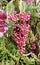 Closeup of group flowers blooming in tropical garden