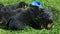 Closeup group of german shepherd puppies resting in green grass