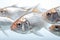 Closeup of a group of goldfish on a white background studio