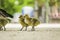 Closeup of a group of goslings on the ground under the sunlight with a blurry background