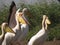Closeup of group of Great white pelicans standing by lush green plants