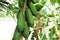 Closeup group of green papayas hanging from the body of papaya tree