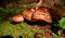 A closeup of a group of grey brown mushrooms grows on the side of a rotting tree trunk on a lush green forest floor.