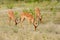 Closeup of a group of Impala feeding