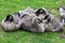 Closeup of a group of juvenile Canada Geese huddled together