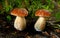 Closeup of a group of king bolete mushrooms growing on a forest floor