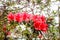 Closeup of group light orange azalea flower in a garden