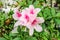 Closeup of group light pink azalea flower in a garden