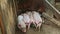 Closeup group of little pink and spotted piglets sleeping together next to brown sow