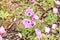 Closeup of group little violet and pink tulip at shibazakura fe