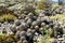 Closeup of group many cacti copiapoa tenebrosa on dry arid stony ground, pacific coast, Chile focus on center of lower group