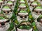 Closeup of group many green cool chocolate Santa Clauses with sunglasses in shelf of german supermarket