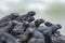 Closeup of a group of marine iguanas on the blurred background