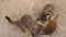 Closeup of a group of meerkats fighting with each other in a playful way, Animal behaviour, tropical specie from Africa