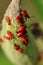 Closeup of a group of milkweed beetles on a milkweed pod.