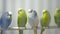 Closeup of group of multicolored budgies perching in birdcage in pet shop