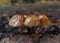 Closeup of a group of Mycena mushroom growing on rotten wood in the forest