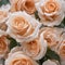 A closeup of a group of orange roses.AI generated