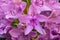 Closeup of a group of pink Rhododendron flowers