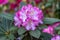 Closeup of a group of pink and white Rhododendron flowers