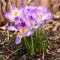 Closeup of a group of purple blossoms of crocus