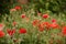 Closeup group of red poppy flowers