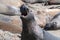 Closeup of a group of seals on the rocks