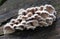 Closeup of a group of split gill mushrooms growing on rotten wood in the forest