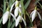 A closeup of a group of Spring Snowdrops