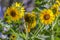 Closeup of group of sunflowers