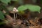 Closeup of group of three small white fungi growing under leaves