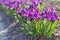 closeup of a group of violet blossoms of crocus