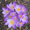 Closeup of a group of violet blossoms of crocus from above