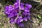 Closeup of a group of violet blossoms of crocus from above