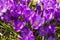 Closeup of a group of violet blossoms of crocus from above