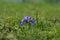 Closeup of a group of violets growing on a lawn.