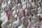 Closeup of a group of white turkeys