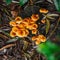 Closeup of group of wild young Enoki mushrooms (Flammulina velutipes)growing in forest