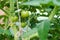 Closeup group of young green tomatoes growing in greenhouse