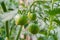 Closeup group of young green tomatoes growing in greenhouse