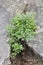 Closeup of growing Asplenium ruta-muraria plant on rock