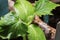 Closeup growing  cucumbers plants indoors before season.