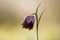 Closeup of a growing Fritillaria flower on the blurred background