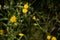 Closeup of a growing hawkweed flower